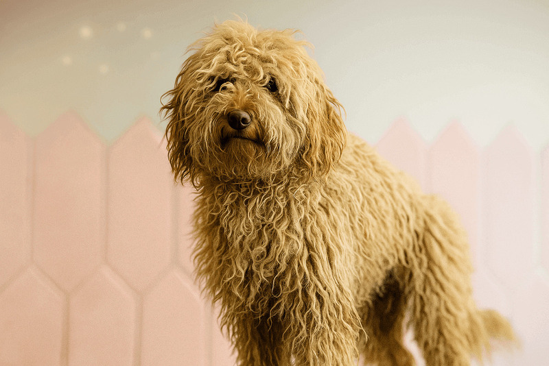 работа грумера